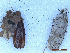 ( - CLV50250)  @11 [ ] CreativeCommons  Attribution Non-Commercial Share-Alike (2025) Carlos Lopez Vaamonde Institut National de la Recherche Agronomique, Zoologie Forestiere