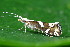  ( - CLV50252)  @11 [ ] CreativeCommons  Attribution Non-Commercial Share-Alike (2025) Carlos Lopez Vaamonde Institut National de la Recherche Agronomique, Zoologie Forestiere