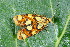  ( - CLV50255)  @11 [ ] CreativeCommons  Attribution Non-Commercial Share-Alike (2025) Carlos Lopez Vaamonde Institut National de la Recherche Agronomique, Zoologie Forestiere