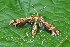  ( - CLV50261)  @11 [ ] CreativeCommons  Attribution Non-Commercial Share-Alike (2025) Carlos Lopez Vaamonde Institut National de la Recherche Agronomique, Zoologie Forestiere