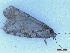  ( - CLV50266)  @11 [ ] CreativeCommons  Attribution Non-Commercial Share-Alike (2025) Carlos Lopez Vaamonde Institut National de la Recherche Agronomique, Zoologie Forestiere