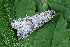  ( - CLV50266)  @11 [ ] CreativeCommons  Attribution Non-Commercial Share-Alike (2025) Carlos Lopez Vaamonde Institut National de la Recherche Agronomique, Zoologie Forestiere