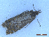  ( - CLV50272)  @11 [ ] CreativeCommons  Attribution Non-Commercial Share-Alike (2025) Carlos Lopez Vaamonde Institut National de la Recherche Agronomique, Zoologie Forestiere