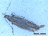  ( - CLV50275)  @11 [ ] CreativeCommons  Attribution Non-Commercial Share-Alike (2025) Carlos Lopez Vaamonde Institut National de la Recherche Agronomique, Zoologie Forestiere
