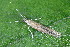  ( - CLV50275)  @11 [ ] CreativeCommons  Attribution Non-Commercial Share-Alike (2025) Carlos Lopez Vaamonde Institut National de la Recherche Agronomique, Zoologie Forestiere