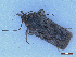  ( - CLV50276)  @11 [ ] CreativeCommons  Attribution Non-Commercial Share-Alike (2025) Carlos Lopez Vaamonde Institut National de la Recherche Agronomique, Zoologie Forestiere