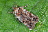  ( - CLV50276)  @11 [ ] CreativeCommons  Attribution Non-Commercial Share-Alike (2025) Carlos Lopez Vaamonde Institut National de la Recherche Agronomique, Zoologie Forestiere