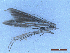  ( - CLV50277)  @11 [ ] CreativeCommons  Attribution Non-Commercial Share-Alike (2025) Carlos Lopez Vaamonde Institut National de la Recherche Agronomique, Zoologie Forestiere