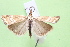  (Chrysocrambus linetellus - CLV8105)  @11 [ ] CreativeCommons  Attribution Non-Commercial Share-Alike (2019) Carlos Lopez Vaamonde Institut National de la Recherche Agronomique, Zoologie Forestiere
