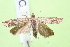  ( - CLV810917)  @12 [ ] CreativeCommons  Attribution Non-Commercial Share-Alike (2019) Carlos Lopez Vaamonde Institut National de la Recherche Agronomique, Zoologie Forestiere
