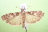  ( - CLV8150)  @14 [ ] CreativeCommons  Attribution Non-Commercial Share-Alike (2019) Carlos Lopez Vaamonde Institut National de la Recherche Agronomique, Zoologie Forestiere