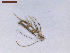  (Dialectica pyramidota - CLV8182)  @11 [ ] CreativeCommons  Attribution Non-Commercial Share-Alike (2021) Carlos Lopez Vaamonde Institut National de la Recherche Agronomique, Zoologie Forestiere
