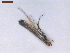  ( - CLV8184)  @11 [ ] CreativeCommons  Attribution Non-Commercial Share-Alike (2021) Carlos Lopez Vaamonde Institut National de la Recherche Agronomique, Zoologie Forestiere