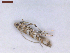  (Acrocercops combreticola - CLV8190)  @11 [ ] CreativeCommons  Attribution Non-Commercial Share-Alike (2021) Carlos Lopez Vaamonde Institut National de la Recherche Agronomique, Zoologie Forestiere