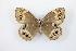  ( - CLV8234)  @13 [ ] CreativeCommons  Attribution Non-Commercial Share-Alike (2021) Carlos Lopez Vaamonde Institut National de la Recherche Agronomique, Zoologie Forestiere