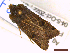  ( - FLA185)  @11 [ ] CreativeCommons  Attribution Non-Commercial Share-Alike (2022) Carlos Lopez Vaamonde Institut National de la Recherche Agronomique, Zoologie Forestiere