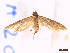  ( - FLA202)  @11 [ ] CreativeCommons  Attribution Non-Commercial Share-Alike (2022) Carlos Lopez Vaamonde Institut National de la Recherche Agronomique, Zoologie Forestiere