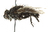  ( - BIOUG02033-E04)  @13 [ ] CreativeCommons - Attribution (2012) CBG Photography Group Centre for Biodiversity Genomics