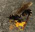  ( - ZA2011-474)  @11 [ ] No Rights Reserved  Unspecified Unspecified