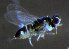  ( - ZA2012-3565)  @12 [ ] Copyright (2014) Tomas Roslin University of Helsinki