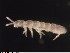  (Folsomia sexoculata - ZA2012-3609a)  @13 [ ] Copyright (2013) Paul Henning Krogh Aarhus University