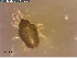  (Penthaleidae - ZA2012_4271_e)  @11 [ ] Copyright (2014) Paul Henning Krogh Aarhus University