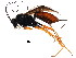  ( - ZA2011-344)  @13 [ ] CreativeCommons - Attribution (2012) CBG Photography Group Centre for Biodiversity Genomics