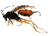  ( - ZA2011-346)  @14 [ ] CreativeCommons - Attribution (2012) CBG Photography Group Centre for Biodiversity Genomics