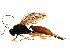  ( - ZA2011-353)  @13 [ ] CreativeCommons - Attribution (2012) CBG Photography Group Centre for Biodiversity Genomics
