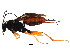  ( - ZA2011-508)  @13 [ ] CreativeCommons - Attribution (2012) CBG Photography Group Centre for Biodiversity Genomics