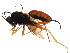  ( - ZA2011-510)  @13 [ ] CreativeCommons - Attribution (2012) CBG Photography Group Centre for Biodiversity Genomics