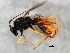  (Cryptus arcticus - ZA2011-512)  @15 [ ] CreativeCommons - Attribution (2012) CBG Photography Group Centre for Biodiversity Genomics