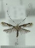  (Acrocercops mantica - AK0136)  @13 [ ] Copyright (2011) Atsushi Kawakita Unspecified