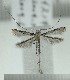 (Acrocercops distylii - AK0160)  @13 [ ] Copyright (2011) Atsushi Kawakita Unspecified