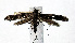  (Gracillaria arseniev - NK1994)  @11 [ ] Copyright (2023) Natalia Kirichenko Sukachev Institute of Forest SB RAS