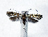  ( - NK1995)  @11 [ ] Copyright (2023) Natalia Kirichenko Sukachev Institute of Forest SB RAS
