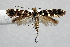  (Callisto albicinctella - NK2023)  @11 [ ] Copyright (2023) Natalia Kirichenko Sukachev Institute of Forest SB RAS