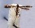 (Acrocercops amurensis - NK2042)  @11 [ ] Copyright (2023) Natalia Kirichenko Sukachev Institute of Forest SB RAS