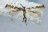  (Spulerina astaurota - NK2044)  @11 [ ] Copyright (2023) Natalia Kirichenko Sukachev Institute of Forest SB RAS