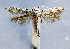  (Spulerina corticicola - NK2046)  @11 [ ] Copyright (2023) Natalia Kirichenko Sukachev Institute of Forest SB RAS
