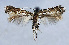  (Leucospilapteryx anaphalidis - NK2048)  @11 [ ] Copyright (2023) Natalia Kirichenko Sukachev Institute of Forest SB RAS