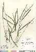  (Bromus pubescens - 07-JMS-1010)  @11 [ ] Copyright (2008) Canadian Museum of Nature Unspecified