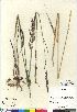  (Arctagrostis latifolia - 04-PMP-18515)  @11 [ ] Copyright (2007) Canadian Museum of Nature Unspecified