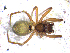  ( - NHMD-JL-5166)  @11 [ ] Copyright (2017) Jørgen Lissner Natural History Museum of Denmark