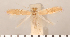  ( - CLV2724)  @13 [ ] Copyright (2011) David C. Lees Research Collection of David C. Lees