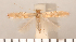  ( - CLV2725)  @13 [ ] Copyright (2011) David C. Lees Research Collection of David C. Lees