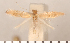  ( - CLV2726)  @13 [ ] Copyright (2011) David C. Lees Research Collection of David C. Lees