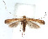  (Acrocercops unistriata - DP09100)  @14 [ ] Copyright (2010) Unspecified Research Collection of W. and J. De Prins