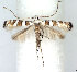  (Spulerina parthenocissi - DP09102)  @14 [ ] Copyright (2010) Unspecified Research Collection of W. and J. De Prins