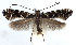  (Callisto pfaffenzelleri - DP09105)  @11 [ ] Copyright (2010) Unspecified Research Collection of W. and J. De Prins